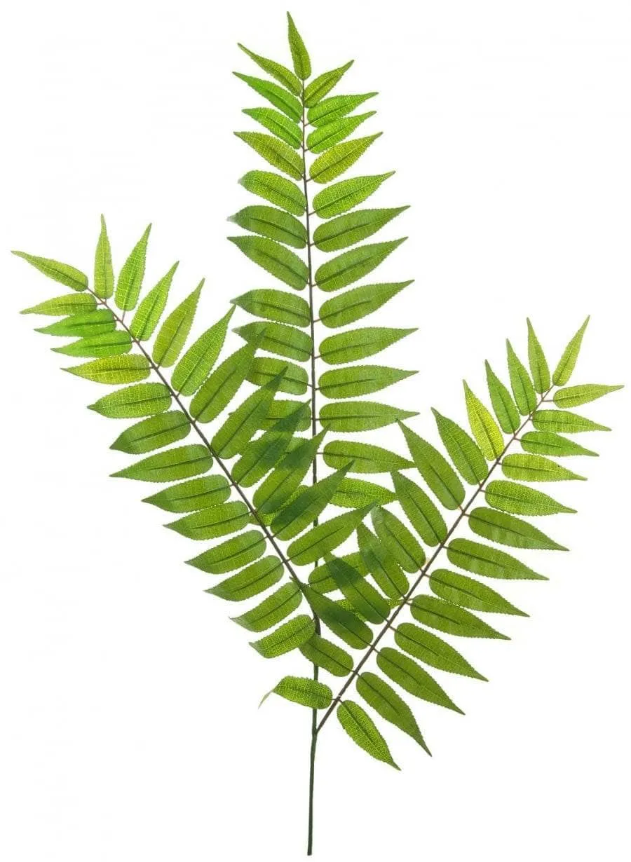 Crocodile Fern Spray